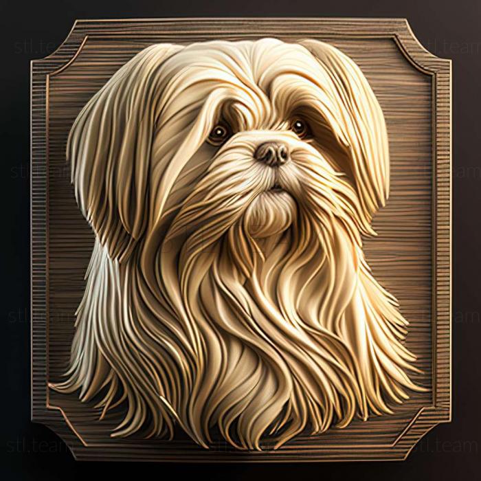 Animals Lhasa APSO dog